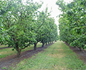 Orchard 6